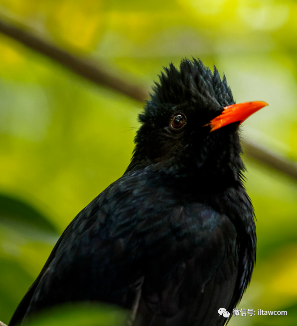 黑色带头冠的鸟图片