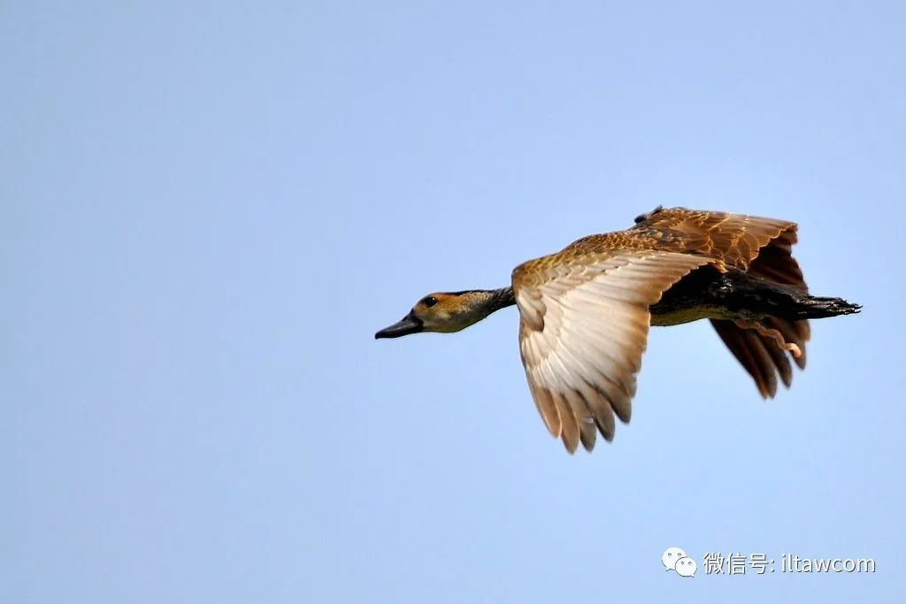 物种图册黑嘴树鸭