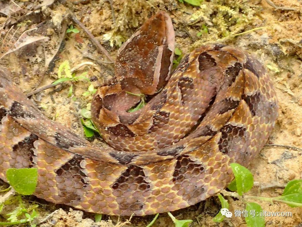 江西的毒蛇种类及图片图片