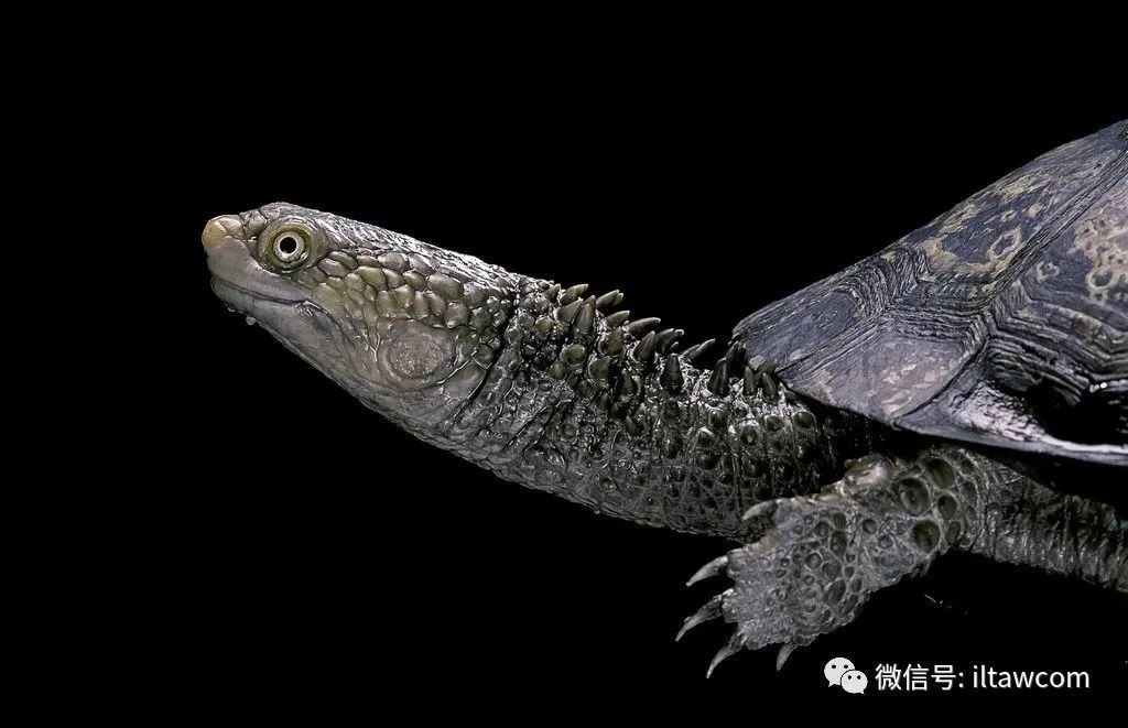 世界上十大最凶的乌龟图片