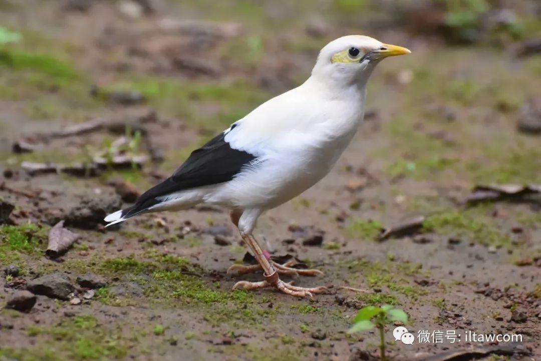 物种图册黑袖椋鸟