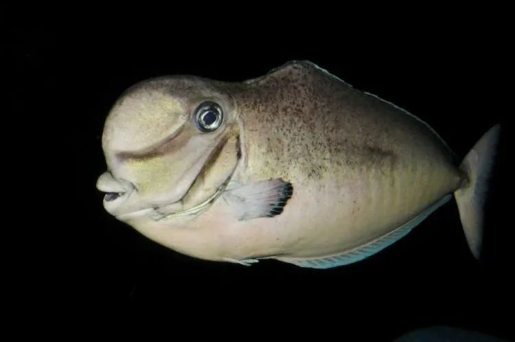 大鼻子鱼叫什么图片
