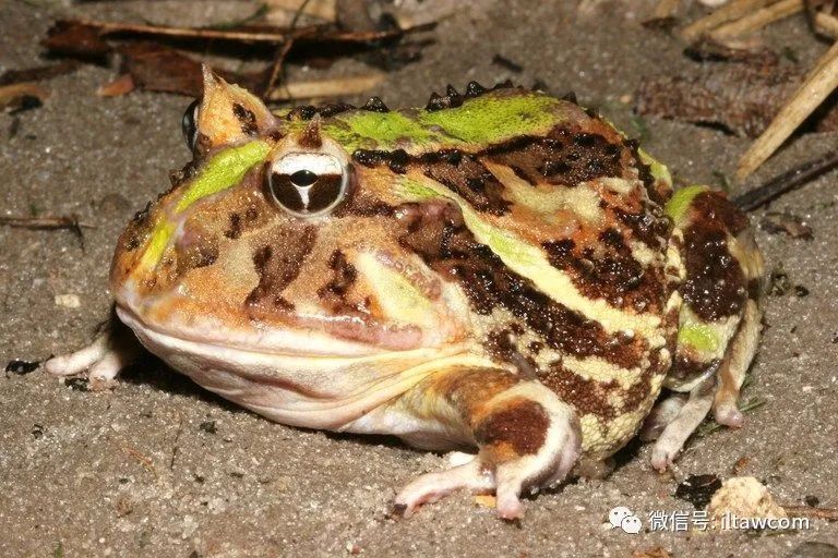 brazilian horned frog