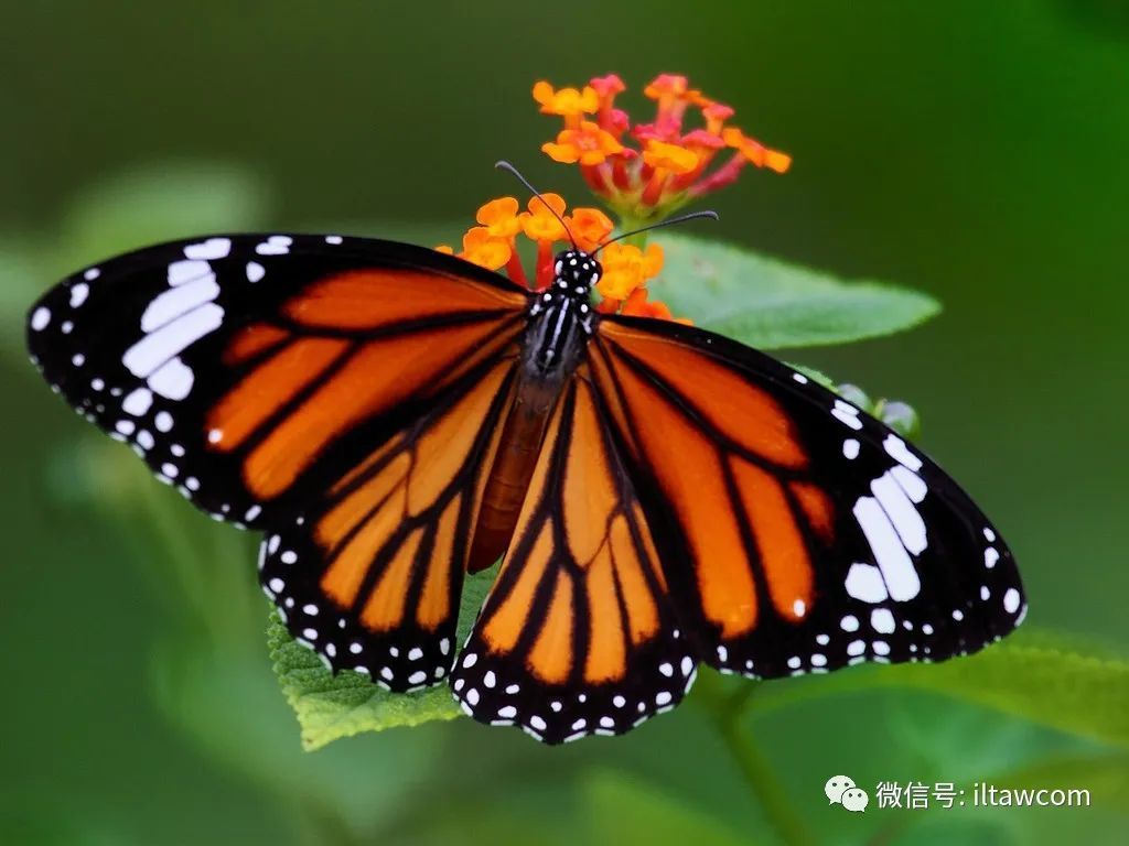 虎斑纹蝶图片