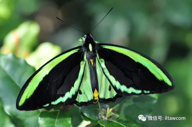 金绿鸟翼凤蝶图片