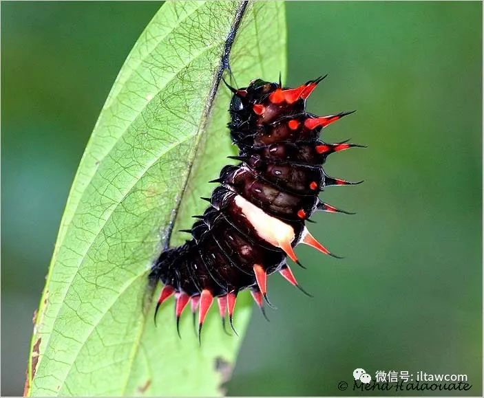 金绿鸟翼凤蝶图片