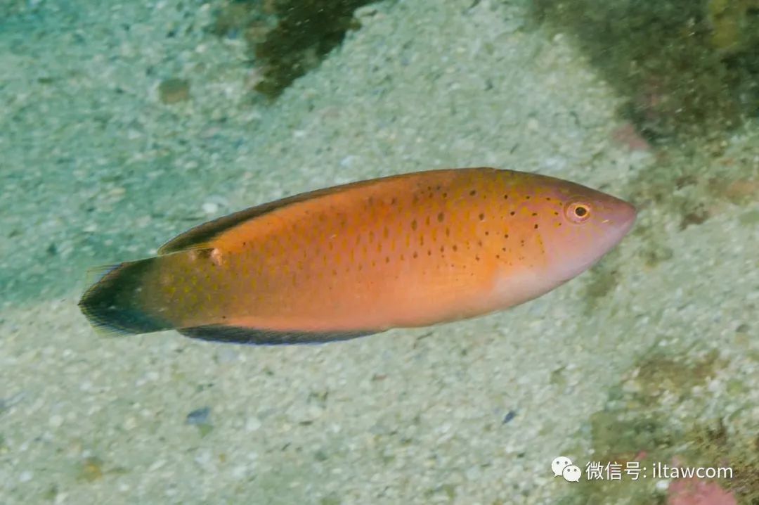 queen parrotfish图片