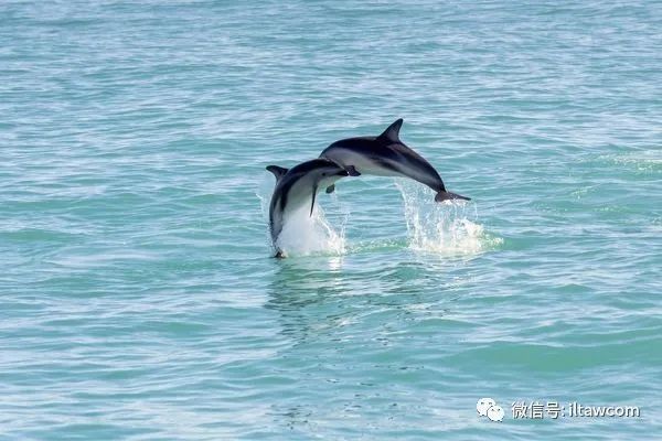 物种图册67贺氏矮海豚