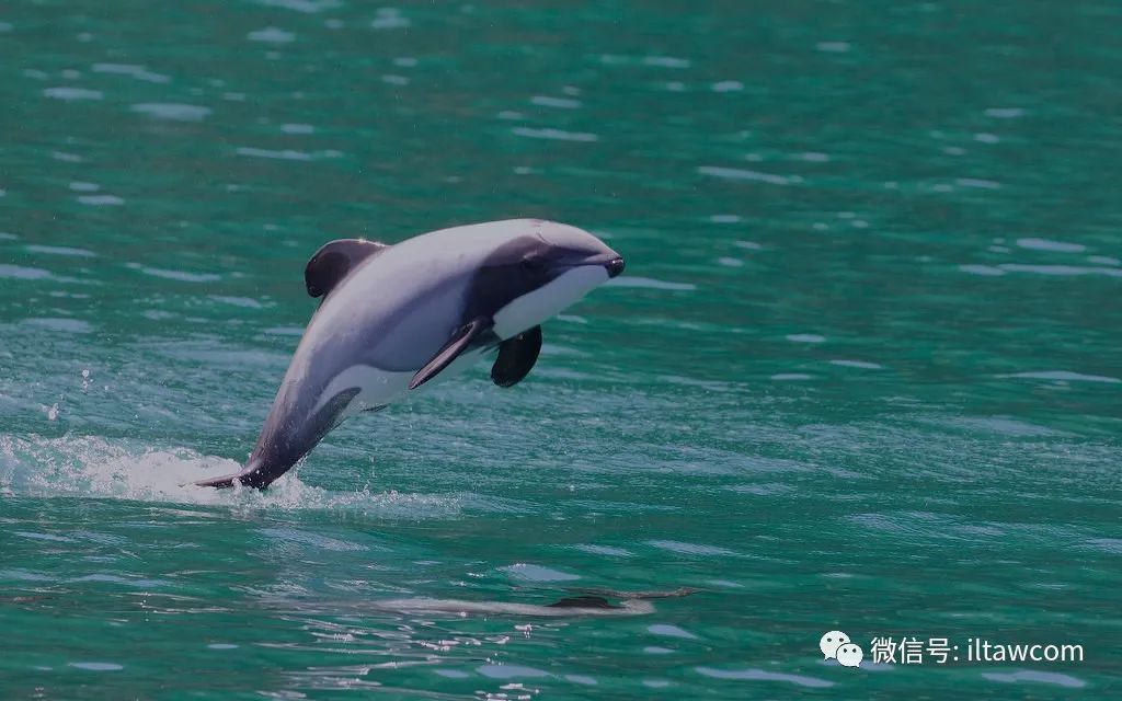 物种图册67贺氏矮海豚