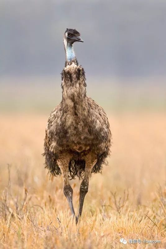 奔跑在澳洲大陆的鸟类鸸鹋