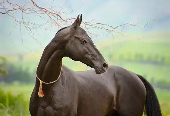 汗血寶馬-黑色系 -保護地平臺