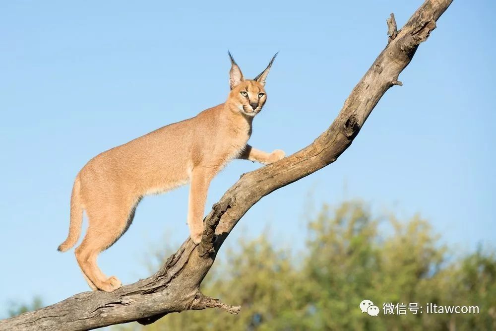 爱挑食的小猛兽狞猫