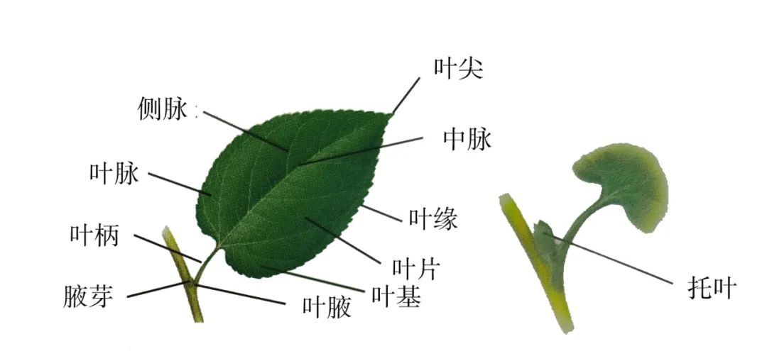 游览国家植物园——2.了解植物的叶子 - 关注森林