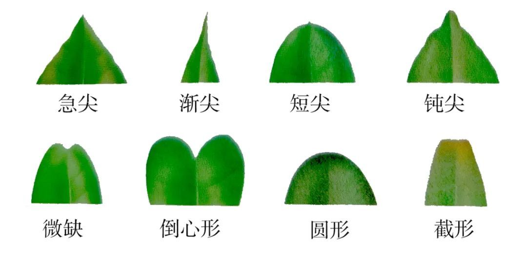 游览国家植物园——2.了解植物的叶子 - 关注森林