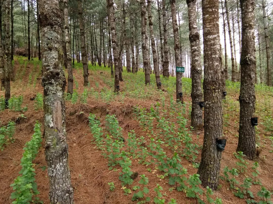 国有林场 | 隆阳区国有林场 - 关注森林