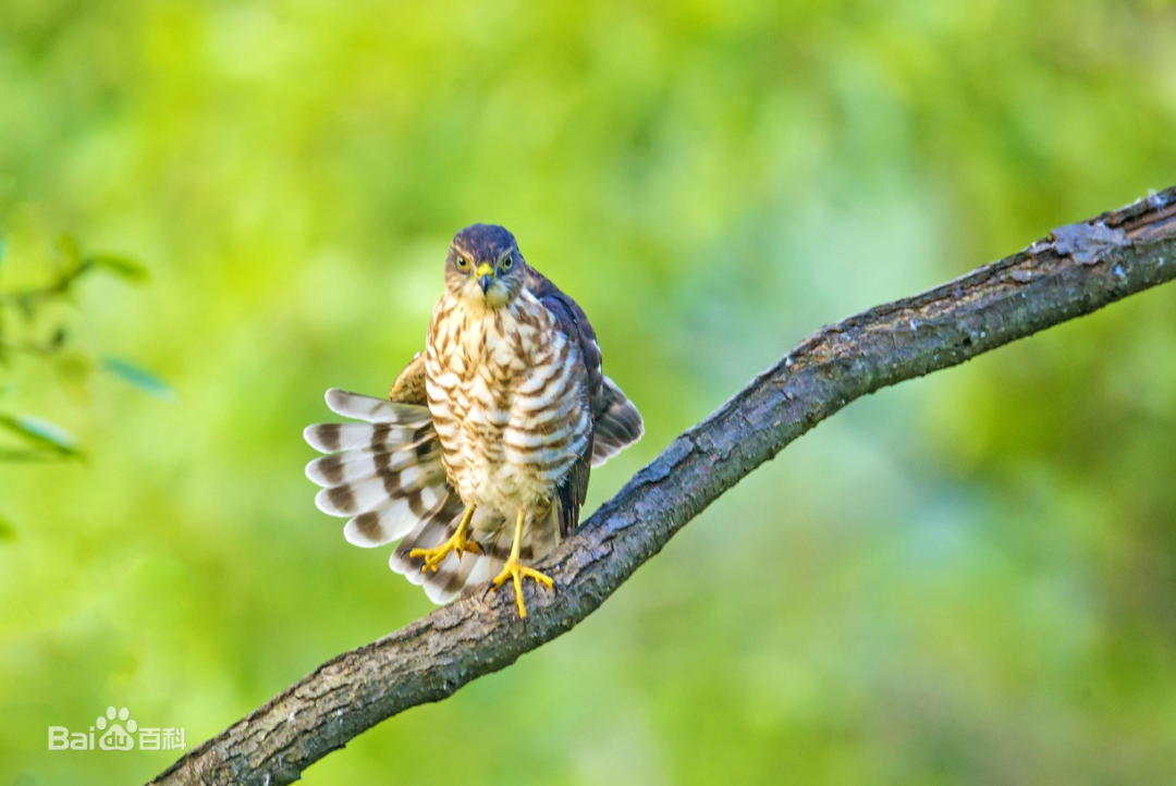 认识水禽:日本松雀鹰
