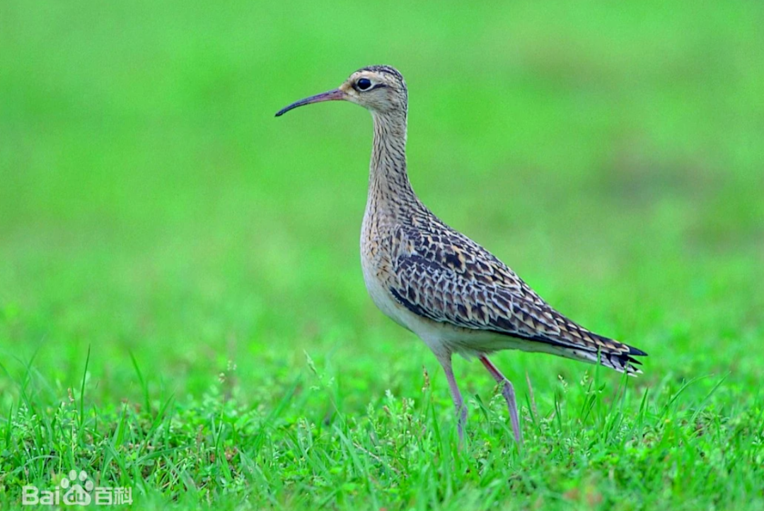 认识水禽:小杓鹬