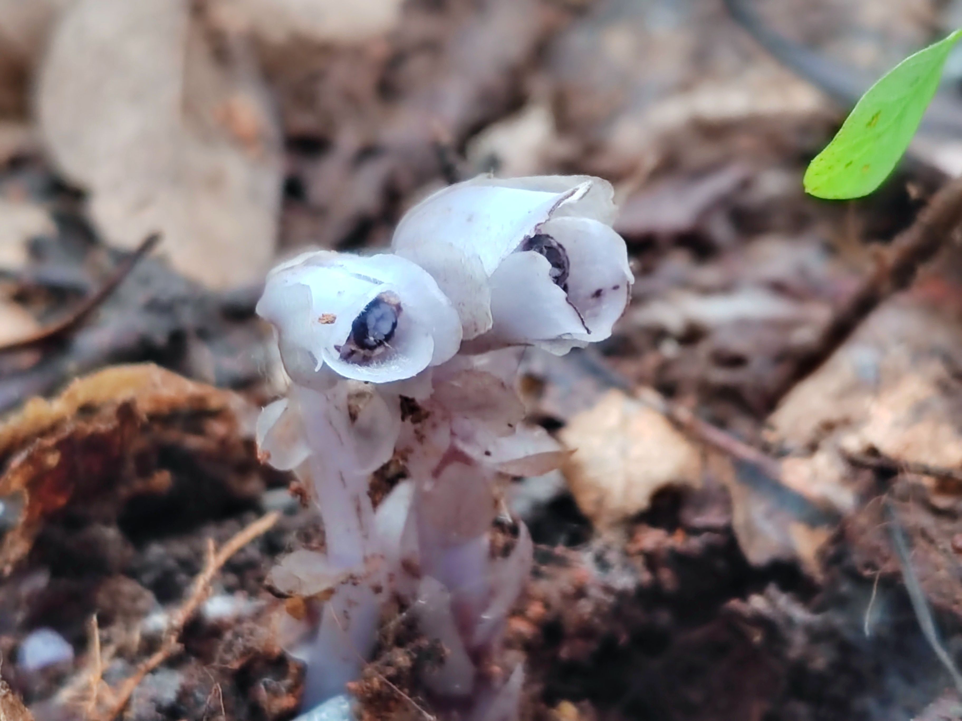 生态云南 | 罕见!宁洱发现上百株近危级珍稀植物