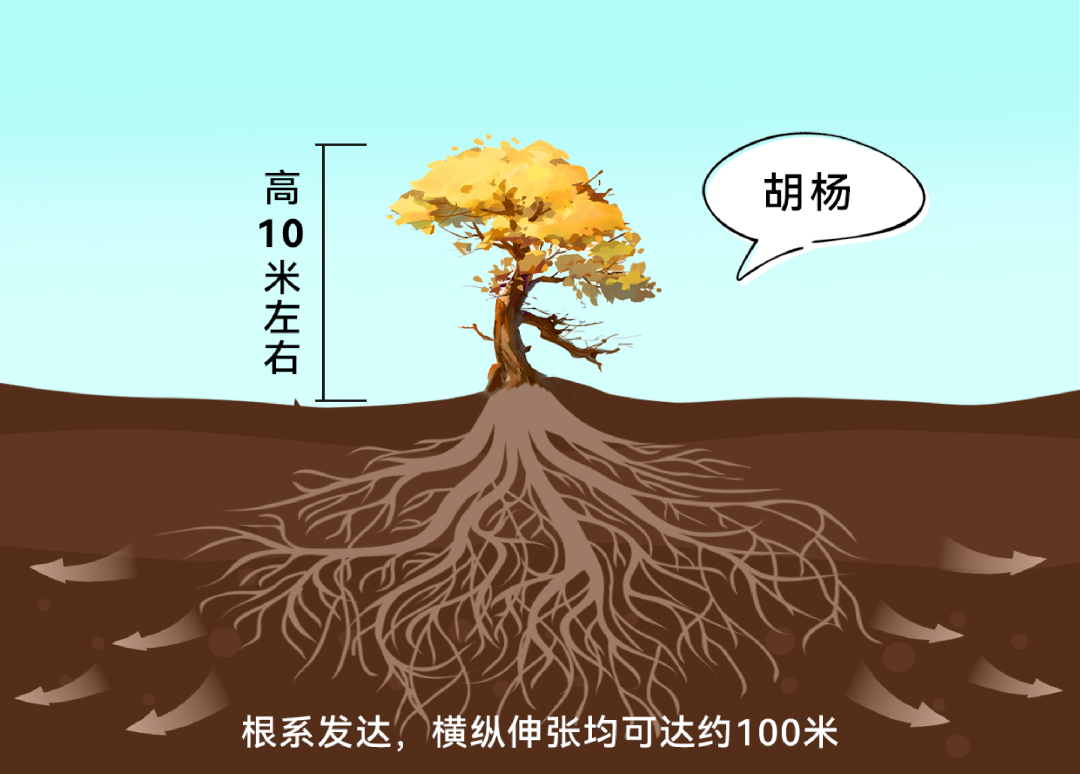 可以长到四十厘米到一米六左右;而成年的胡杨根系甚至能横向伸张100