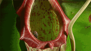当猪投胎到植物界…… - 关注森林