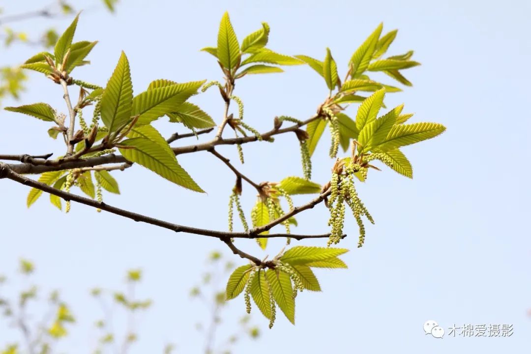 物种:华北地区常见栎属植物 - 关注森林