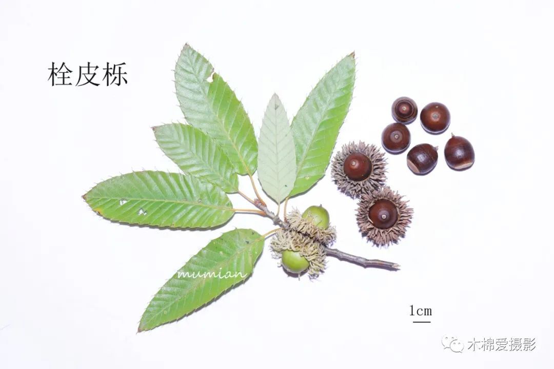 物种:华北地区常见栎属植物 - 关注森林