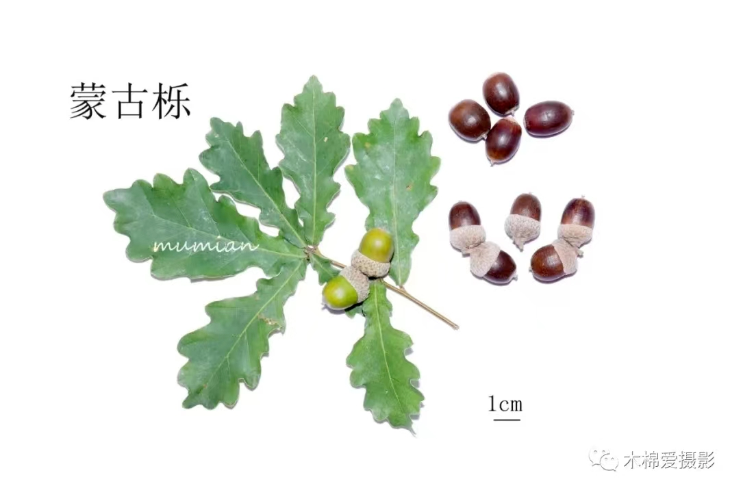 物种：华北地区常见栎属植物 - 关注森林