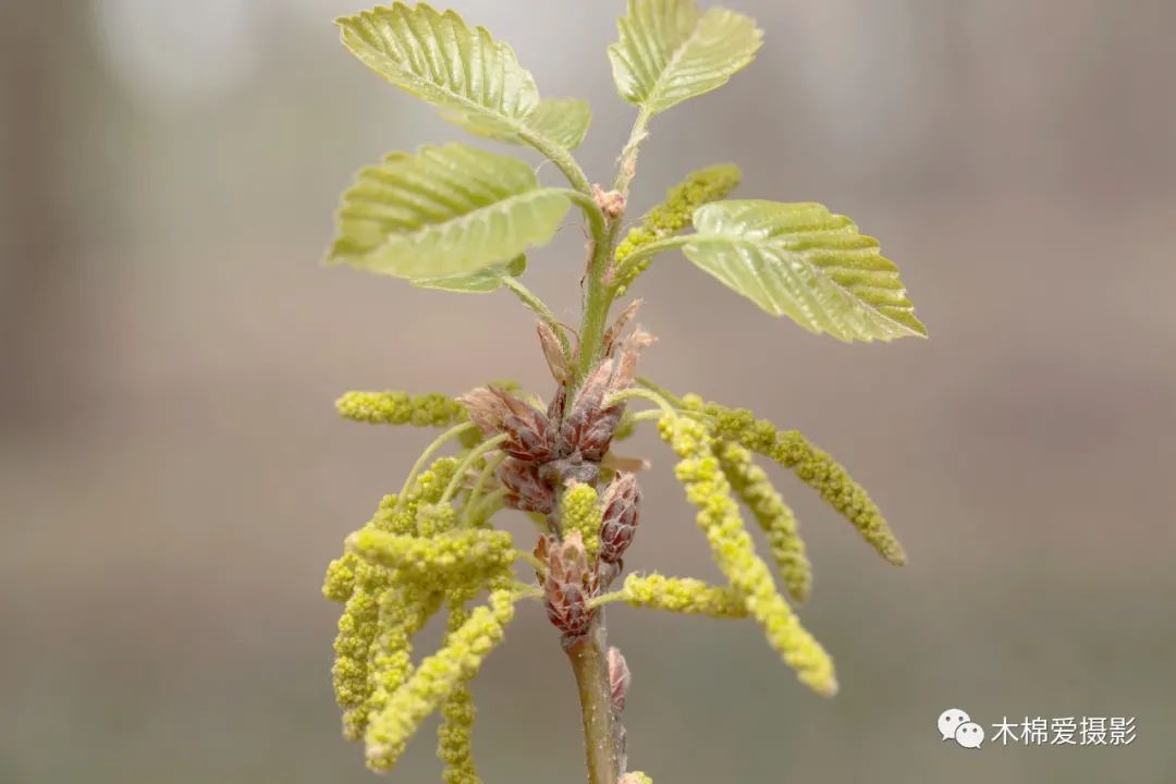物种:华北地区常见栎属植物 - 关注森林