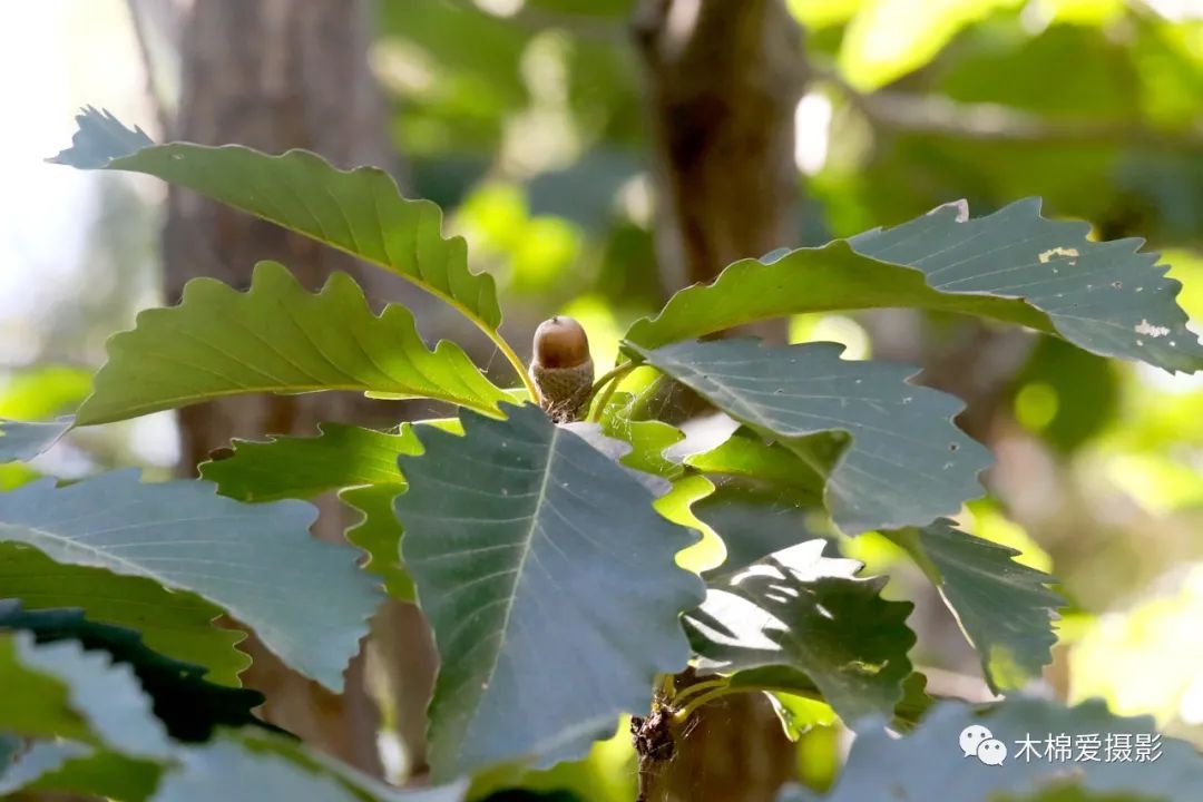 物种:华北地区常见栎属植物 - 关注森林