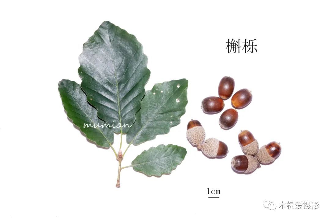 物种:华北地区常见栎属植物 - 关注森林