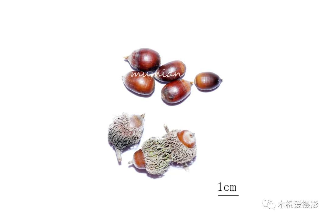 物种：华北地区常见栎属植物 - 关注森林