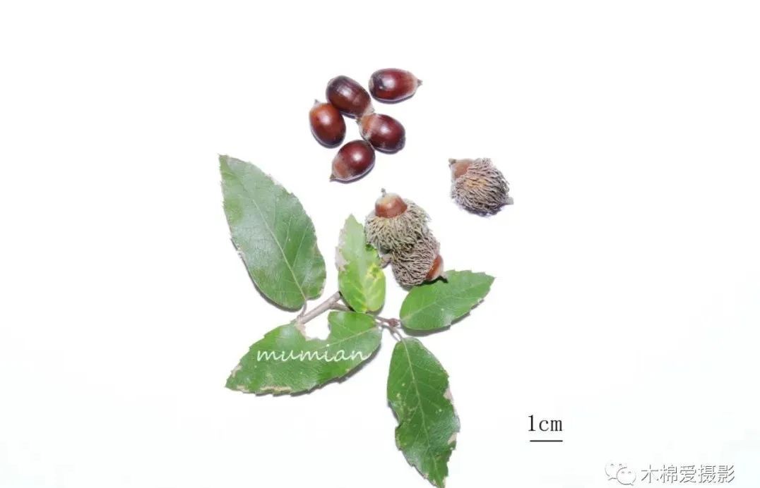 物种:华北地区常见栎属植物 - 关注森林