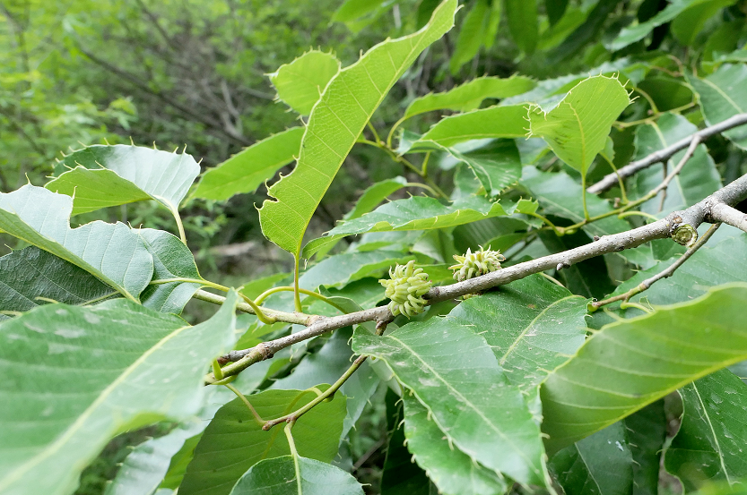 物种:华北地区常见栎属植物 - 关注森林