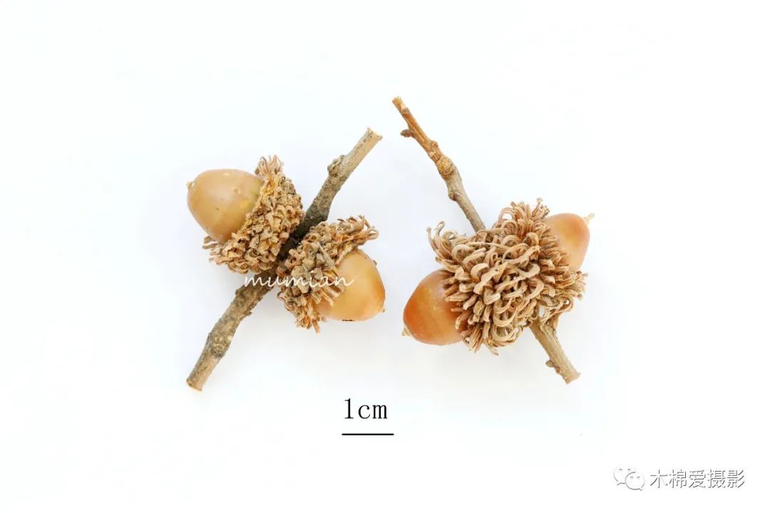 物种:华北地区常见栎属植物 - 关注森林