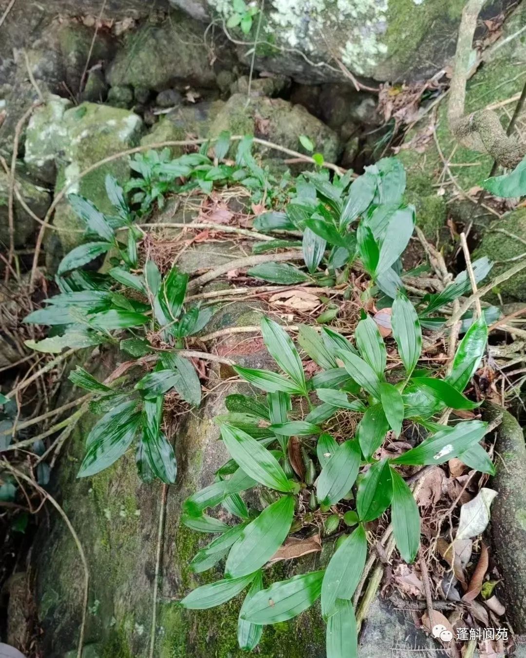 仙境森林