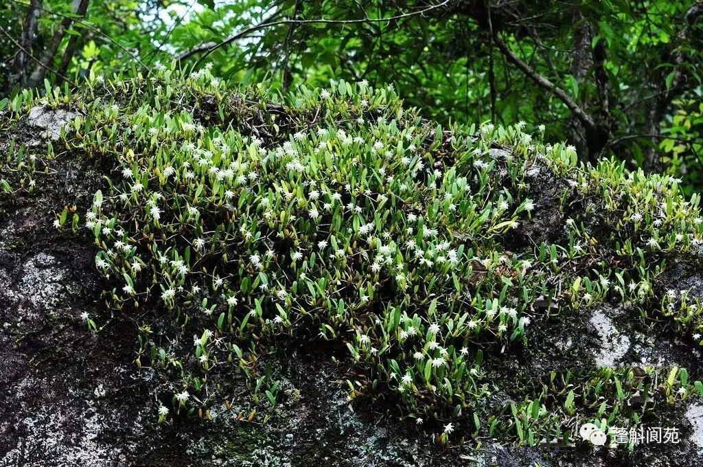 兰科植物认知 - 关注森林