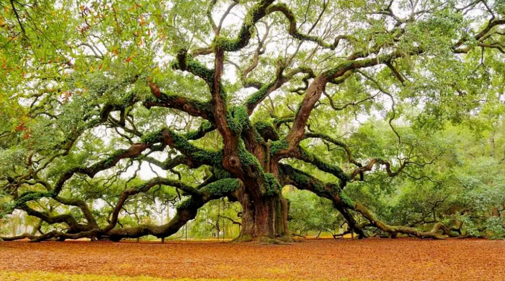橡树(Oak Tree) - 关注森林