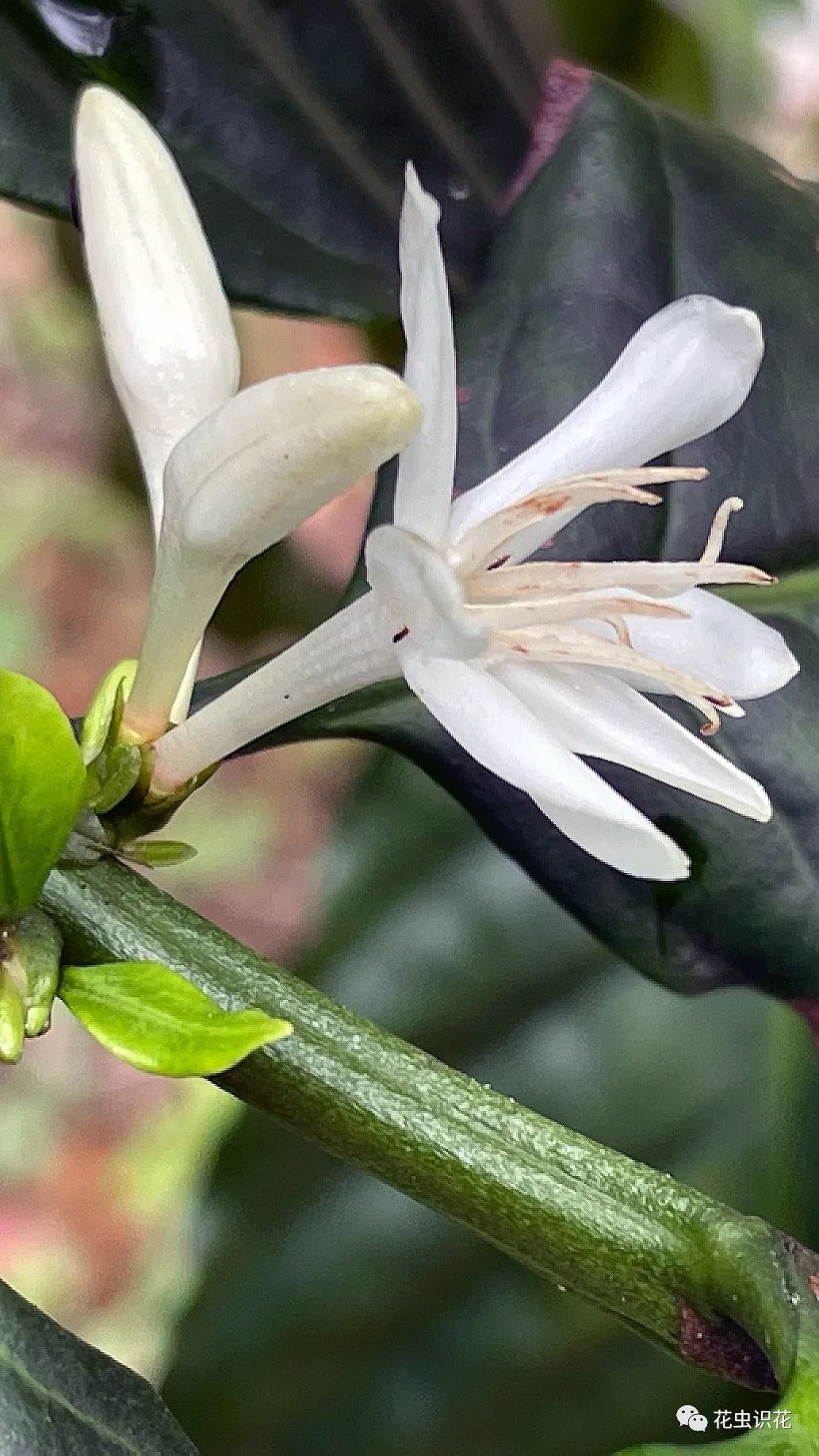 中粒咖啡(茜草科 咖啡属)