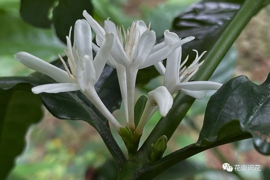 中粒咖啡(茜草科 咖啡属)