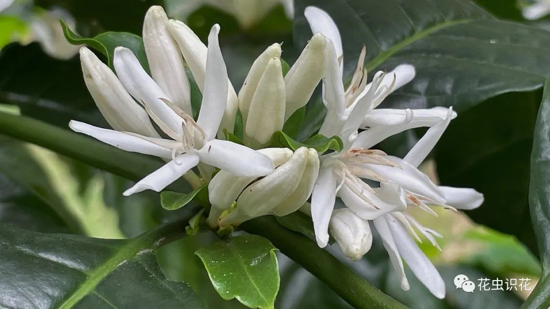 中粒咖啡(茜草科 咖啡属)