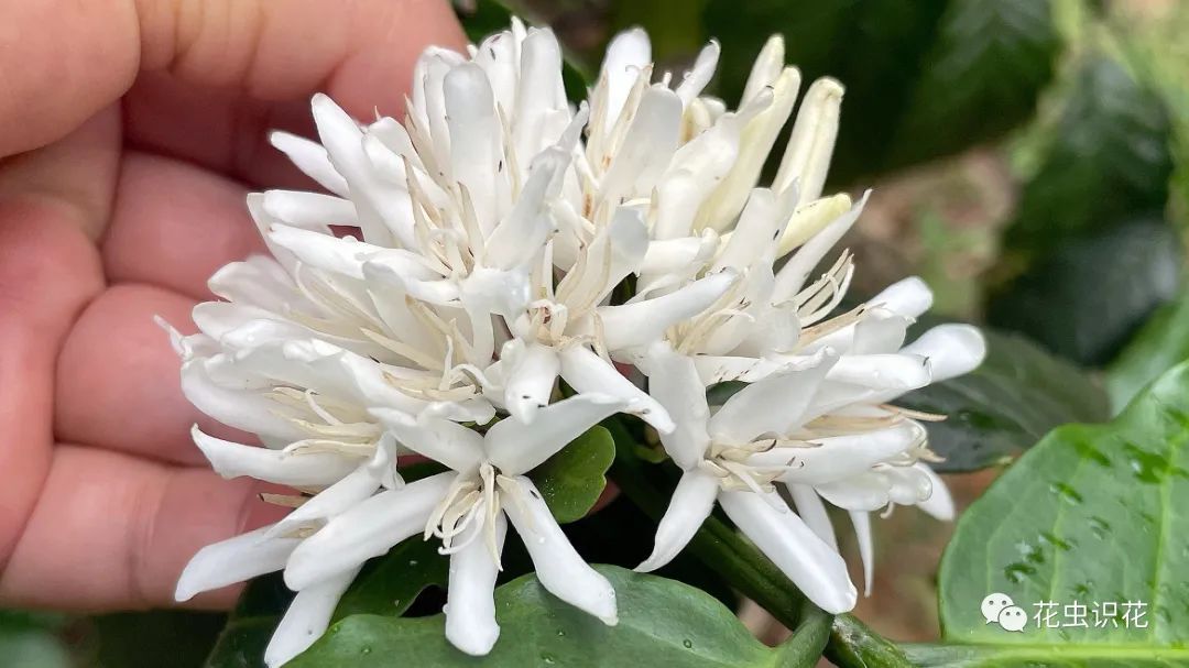 中粒咖啡(茜草科 咖啡属)