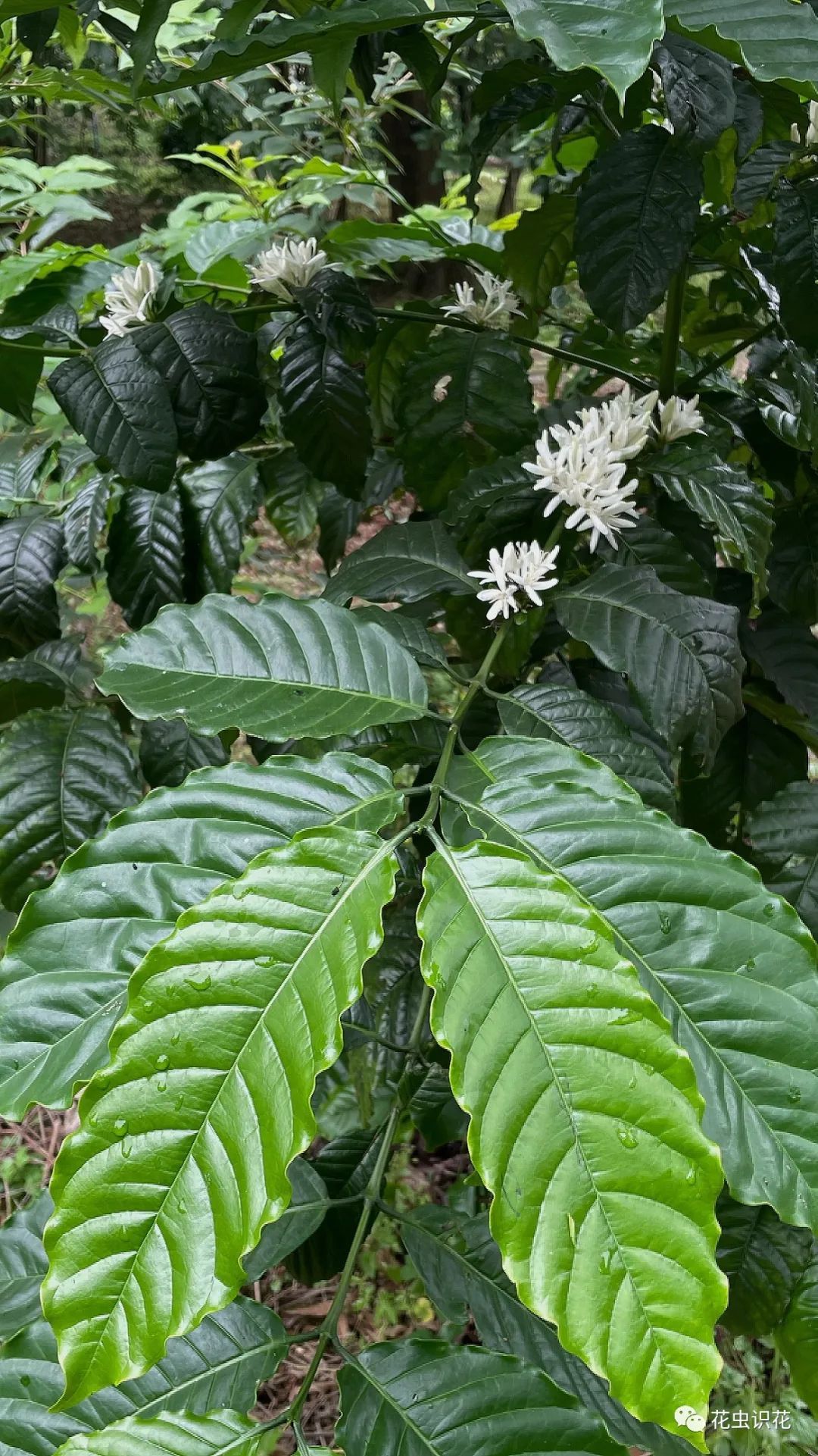 中粒咖啡(茜草科 咖啡属)