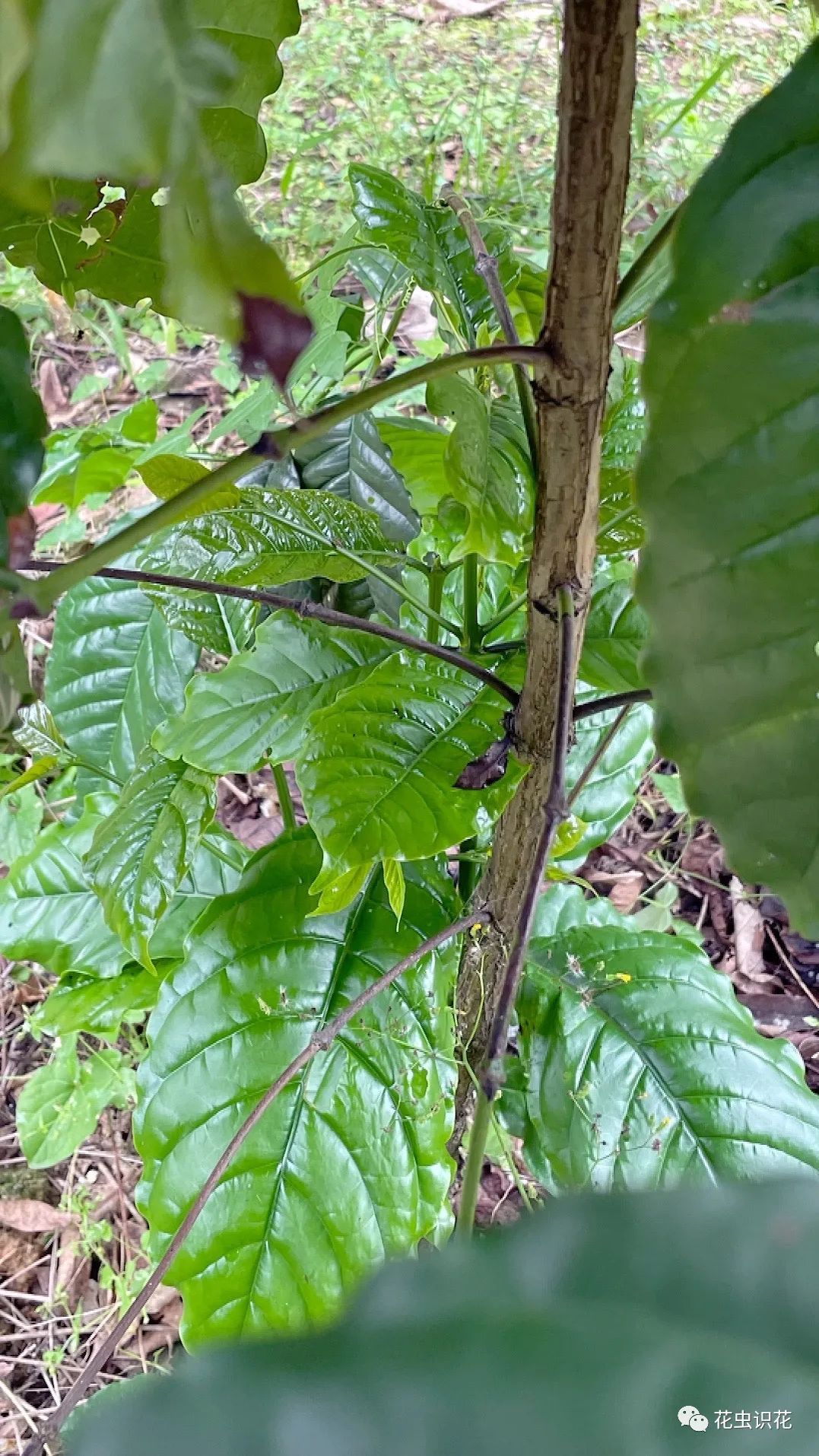 中粒咖啡(茜草科 咖啡属)