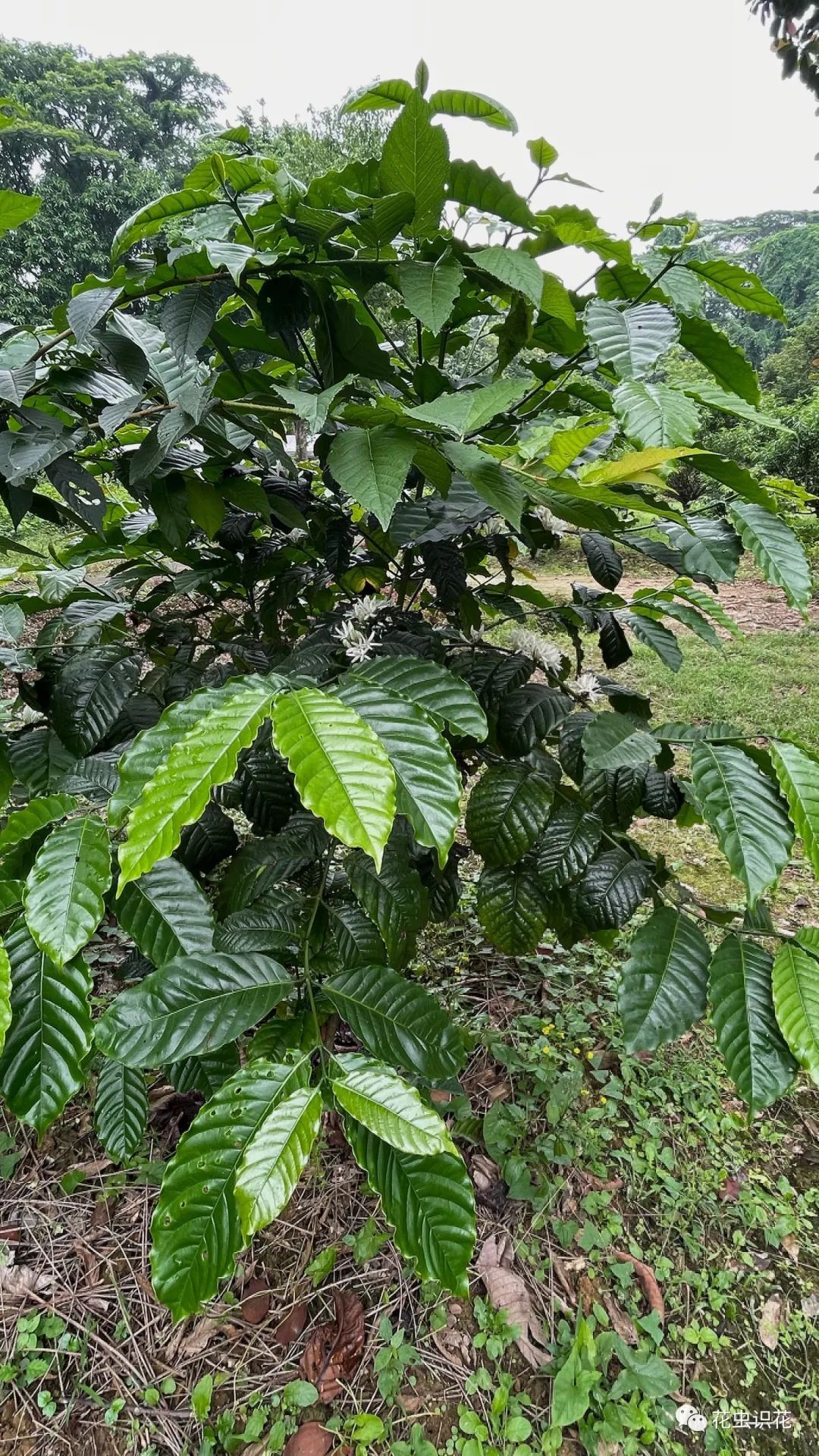中粒咖啡(茜草科 咖啡属)