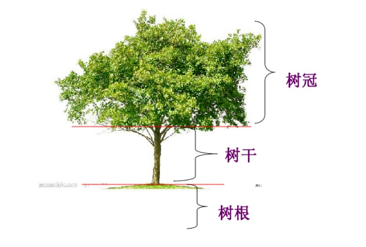 树的结构 - 关注森林