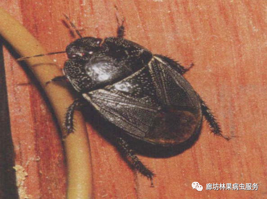 常见蝽种类和识别 - 关注森林