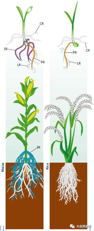 你见过侏罗纪的植物根系么? - 关注森林