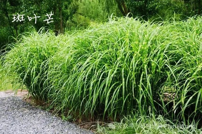 芒草:秋风荡荡,芒草纤纤 - 关注森林