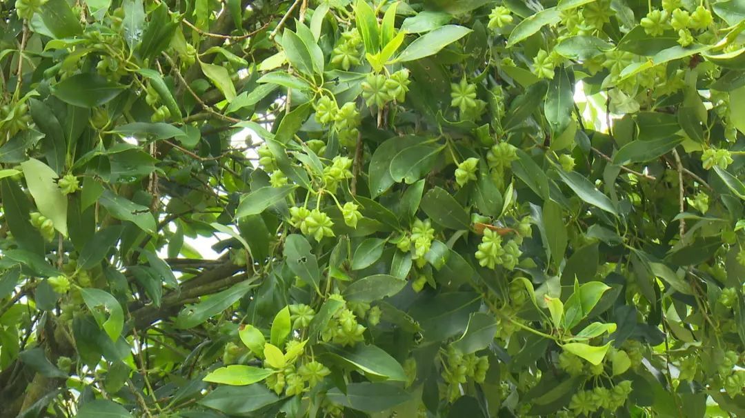 丰收节富宁八角绿了荒山富了百姓