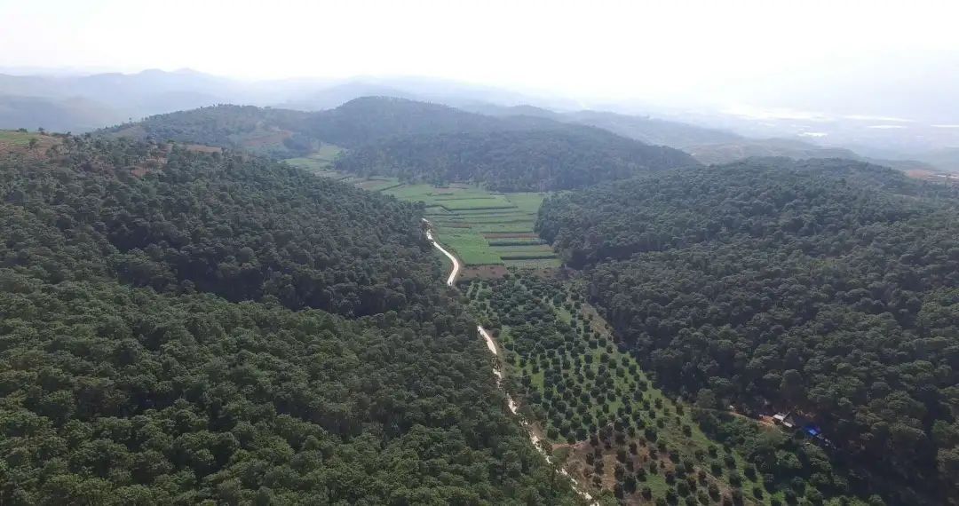 国有林场 | 弥勒市竹园国有林场 - 关注森林